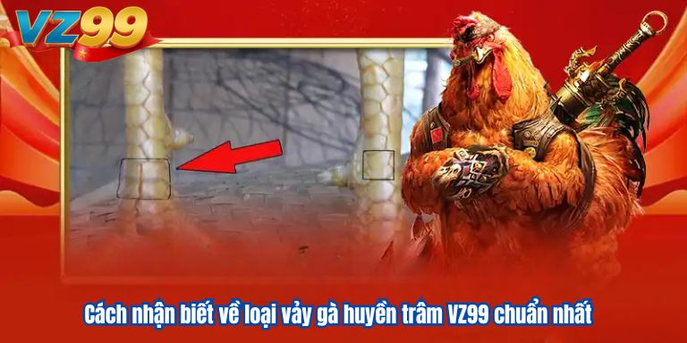 Vảy Gà Huyền Trâm VZ99 – Tiếng Vang Bất Tử 4 Cách nhận biết về loại vảy gà huyền trâm VZ99 chuẩn nhất