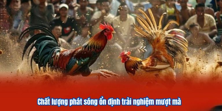 Đá Gà Online VZ99 – Sân Chơi Giải Trí Đẳng Cấp Uy Tín 2 Chất lượng phát sóng ổn định trải nghiệm mượt mà