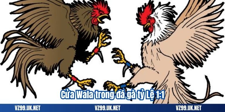 Cửa Wala trong đá gà tỷ Lệ 1:1