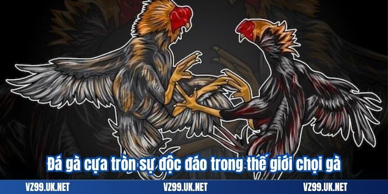 Đá gà cựa tròn sự độc đáo trong thế giới chọi gà