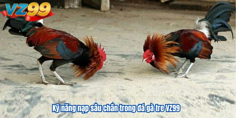 Đá Gà Tre VZ99 | Chia Sẻ Kinh Nghiệm Dành Cho Kê Thủ 4 Kỹ năng nạp sâu chân trong đá gà tre VZ99